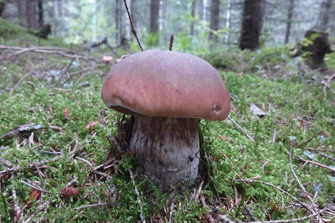 Leppävirran kuusikoissa herkkutatti nousussa, Varkaus palvelee
