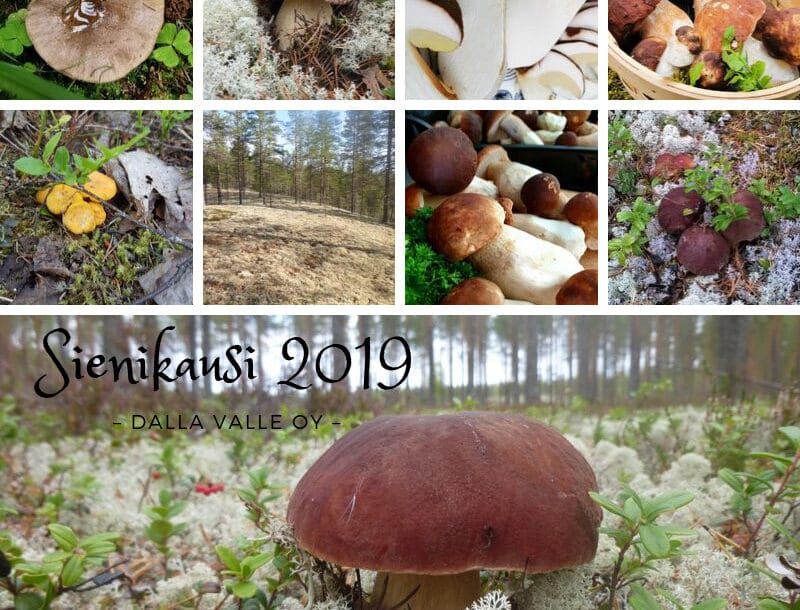 Kausikiitokset ja tattitarinaa satokaudelta 2019