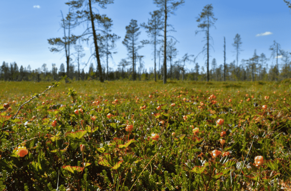 Last purchase day at Pudasjärvi is on Tuesday 23.7. Our purchase car starts purchasing in the area of Salla from Thursday 25.7. forward.