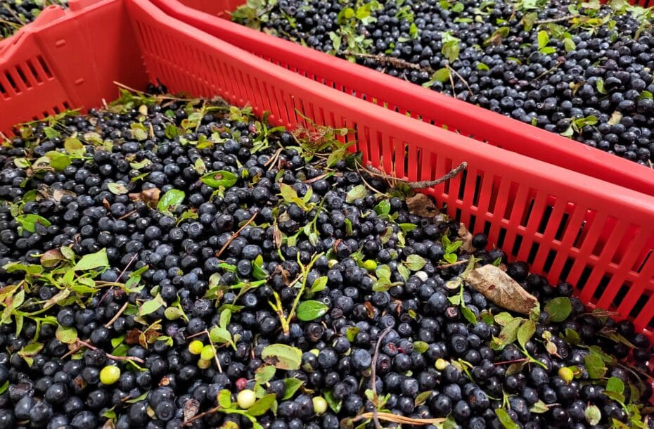 Blueberry Purchasing Ends