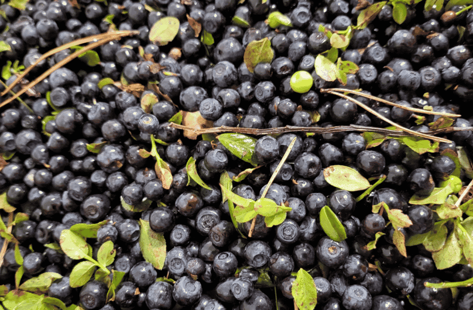 Buying of uncleaned blueberries begins in the Kuusamo area