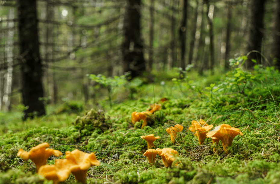 We will open the purchase in Eastern Finland at Sotkuma, Tohmajärvi, Saari, Parikkala, Punkaharju, Kerimäki, Savonranta, Heinävesi, Karvio.