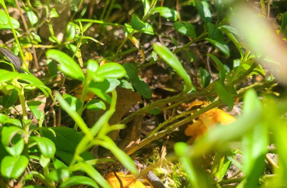Billberries are maturing, chantarelles are growing and the cloudberry season is going to start soon