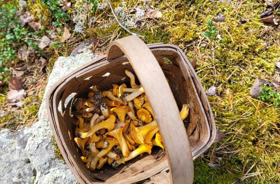 Kantarellit nousussa, mustikkaa metsissä ja tatit odotuttavat vielä