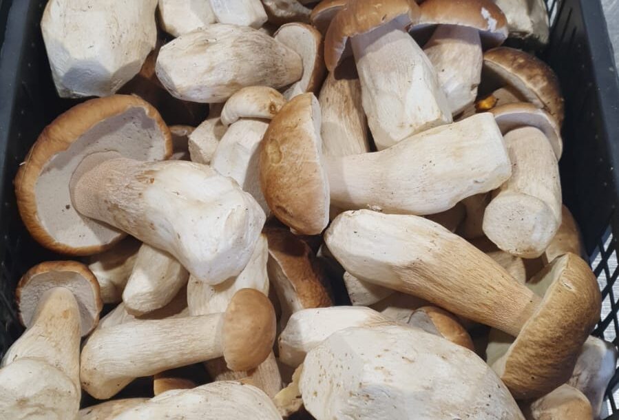 First good findings of Boletus mushrooms made at Parikkala and Punkaharju