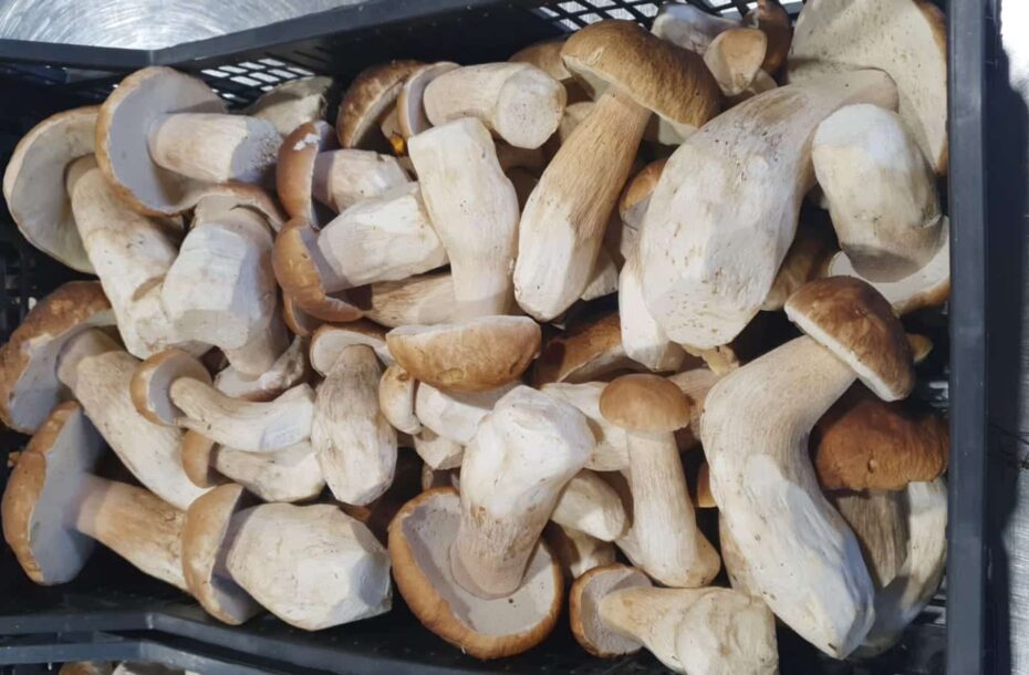 Ensimmäiset kunnon herkkutattisaaliit tuotu ostoautolle Parikkalassa ja Punkaharjulla!!