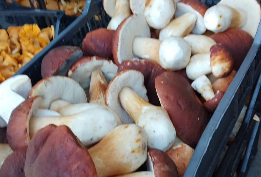 Hienoja uutisia Kesälahden ostoautolta: loistavia männynherkkutatteja!