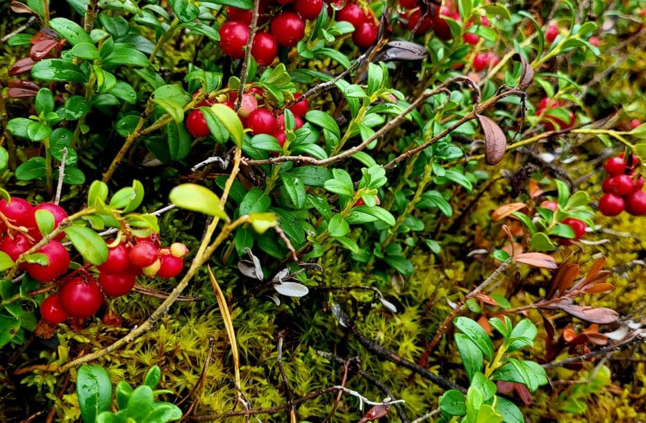 Uncleaned Lingonberry Price: €2.20/kg