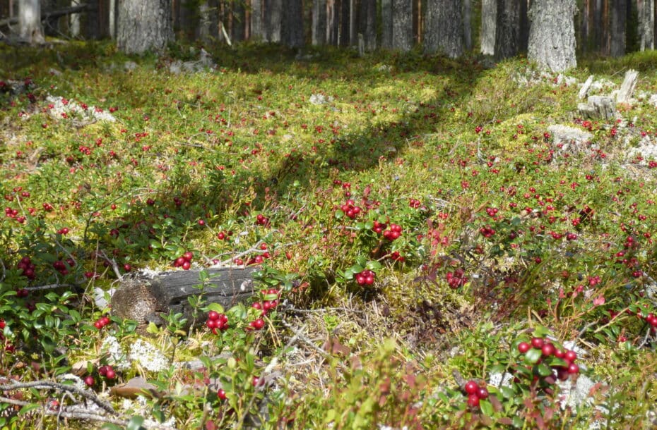We will start the purchase of uncleaned lingonberries on Monday 26.8.2024.