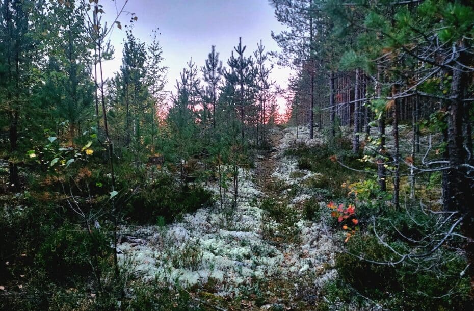 Buying Route 4: Kitee, Kesälahti, Puhos to Operate Every Other Day