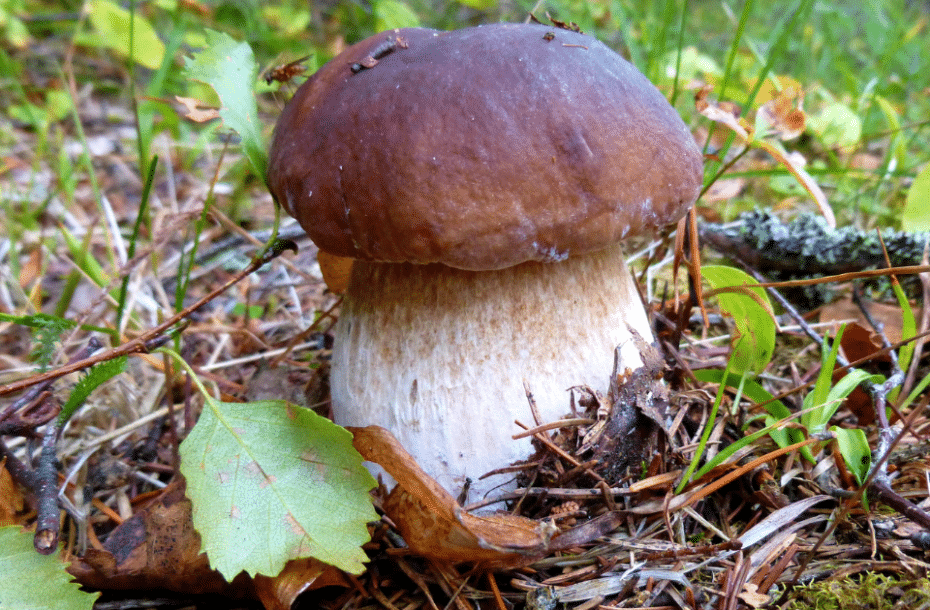 Last Buying Day in Sysmä – Sun, Oct 5