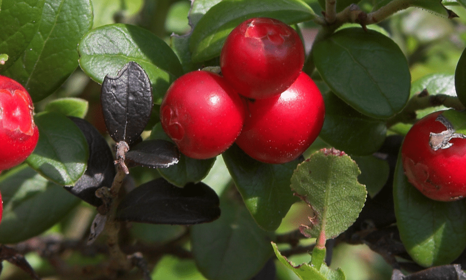 Uncleaned Lingonberries €2.00/kg