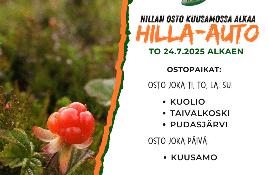 Cloudberry buying season starts at Kuusamo