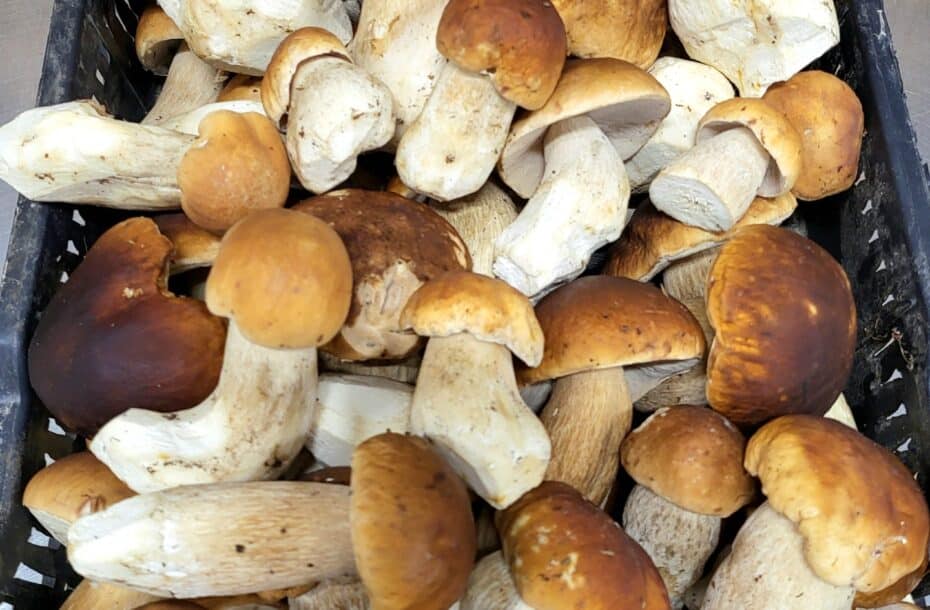 Harvest Season Stories vol. 2/25: porcini findings