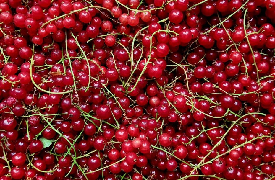 Purchasing of Red and Black Currants and Gooseberries Has Ended