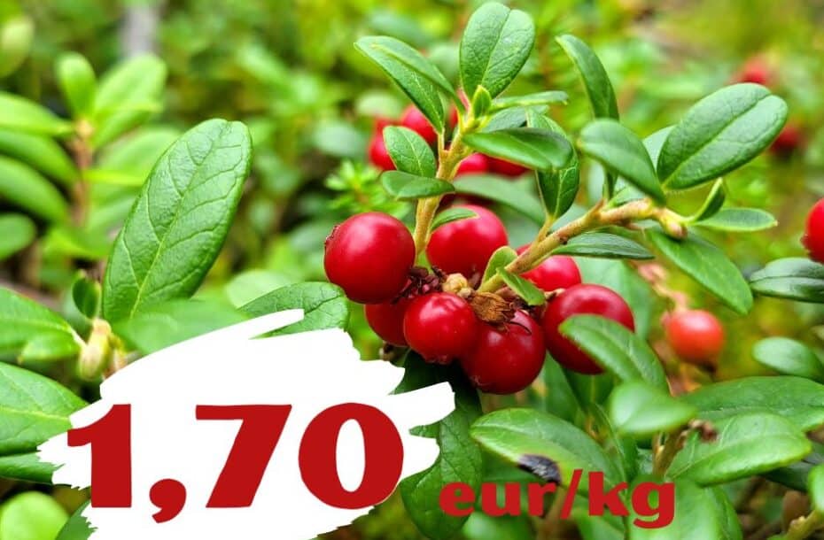 Roskaisen puolukan uusin hinta: 1,70 eur/kg