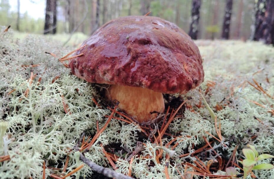 Lieksassa viimeinen ostopäivä pe 3.10.