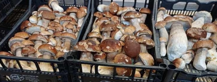 Porcini Rising in Sysmä – We Reopen!