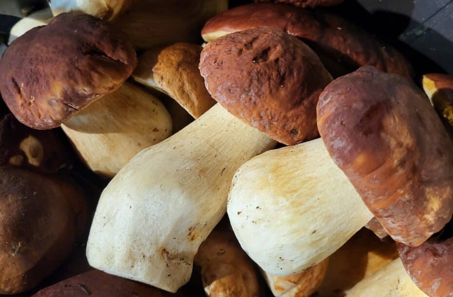 Signs of Porcini Season Starting Again!