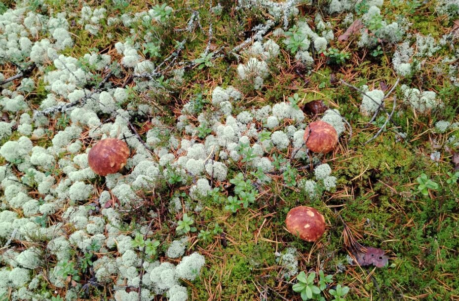 Porcini Rising in Rautavaara and Juuka!