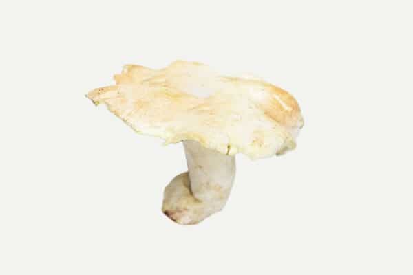 Lampaankääpä