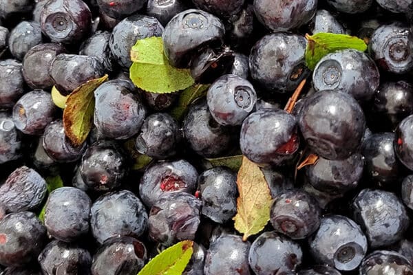 We start buying uncleaned wild blueberries in Kuusamo on Monday 27.7.